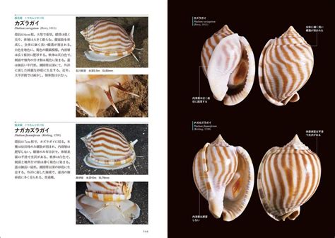 貝類種類|貝類図鑑 巻き貝の目次 